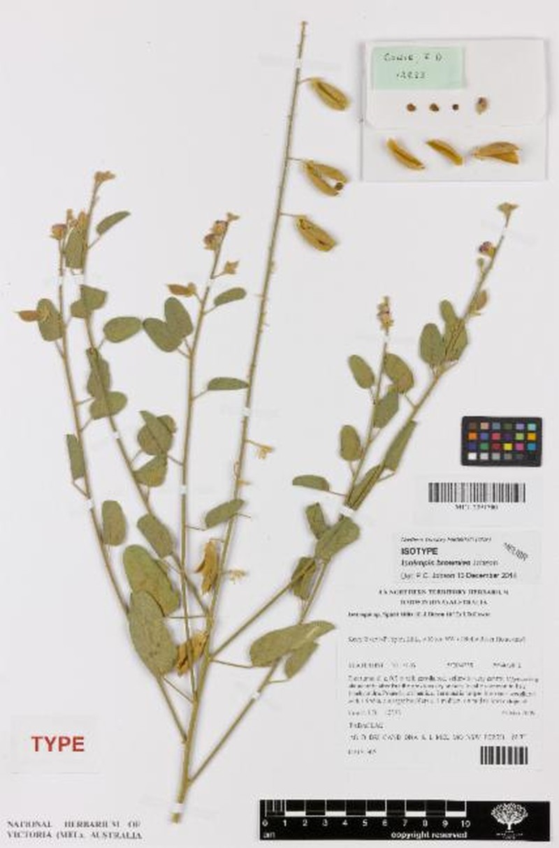 Isotropis browniae