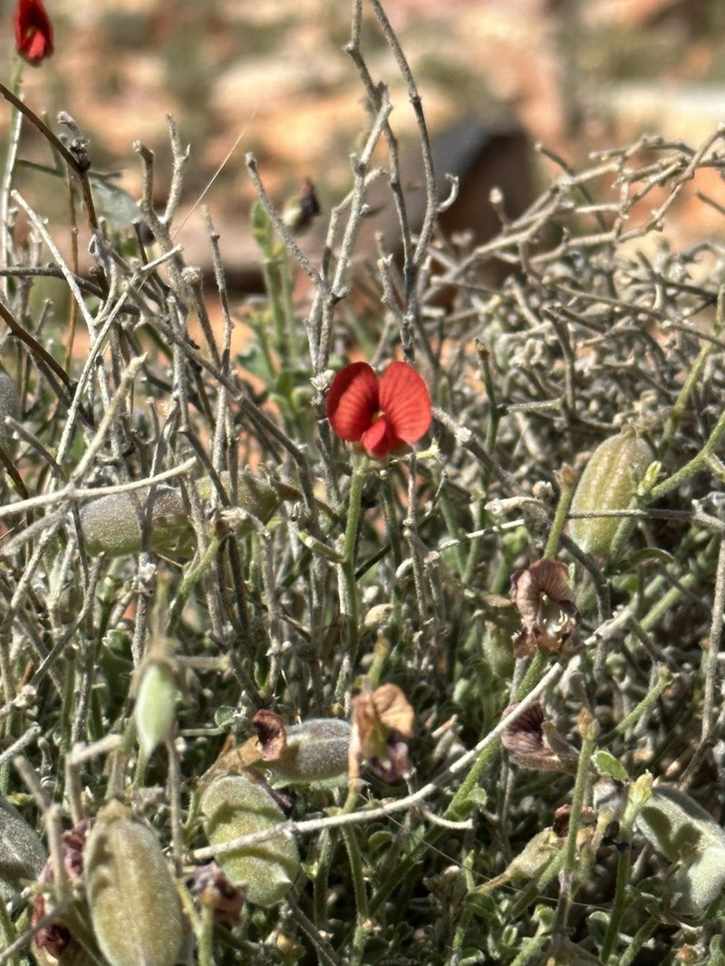 Isotropis centralis