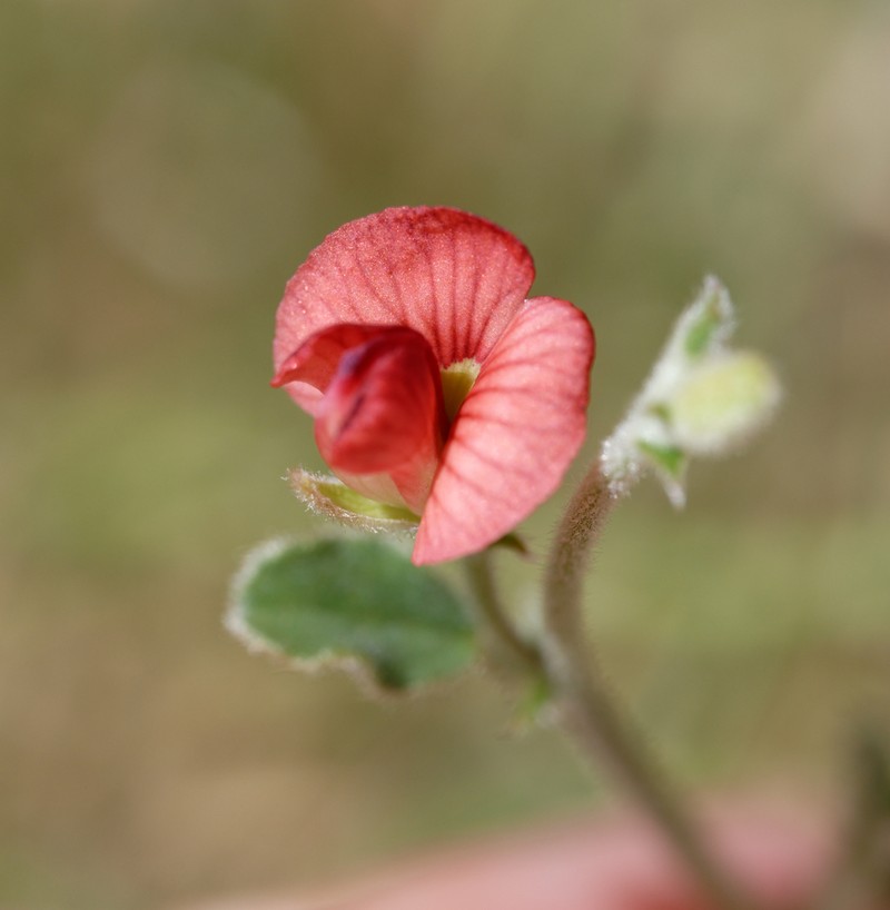 Isotropis centralis photo 2