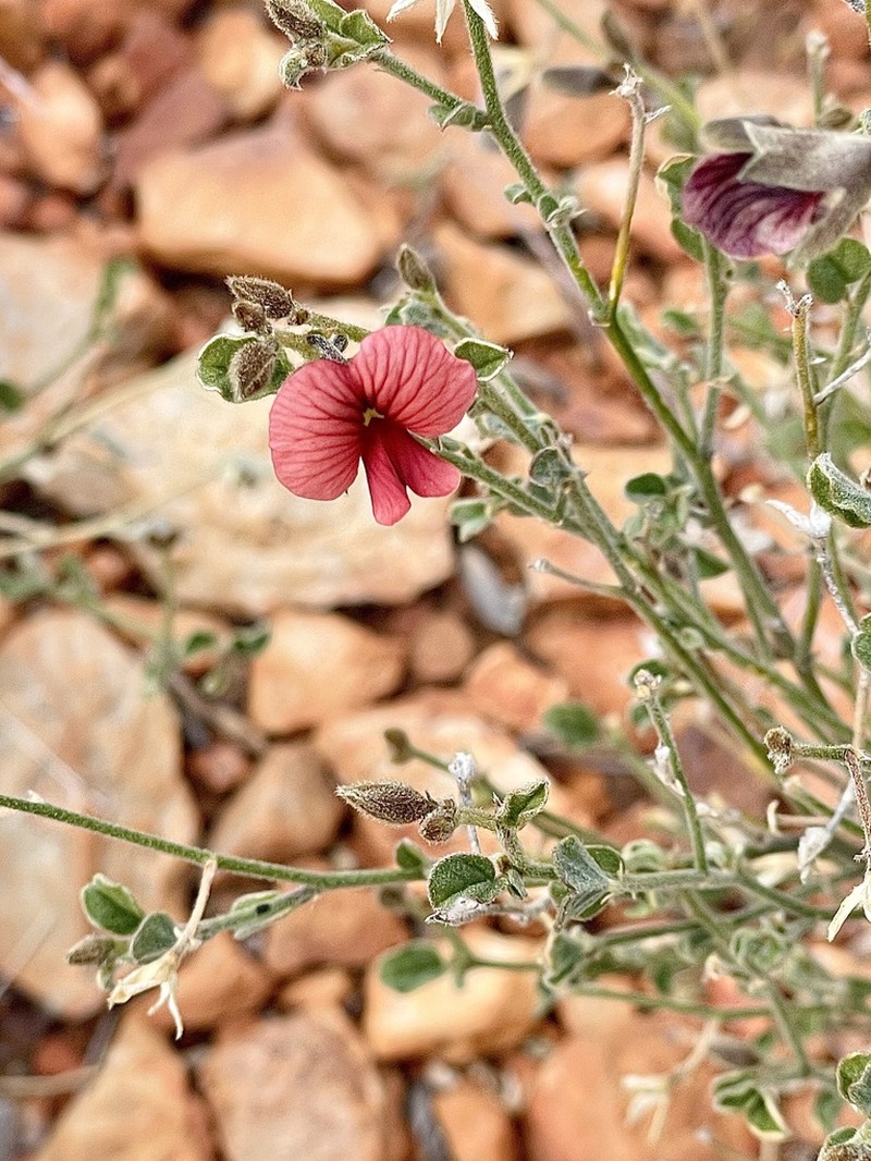 Isotropis centralis photo 3