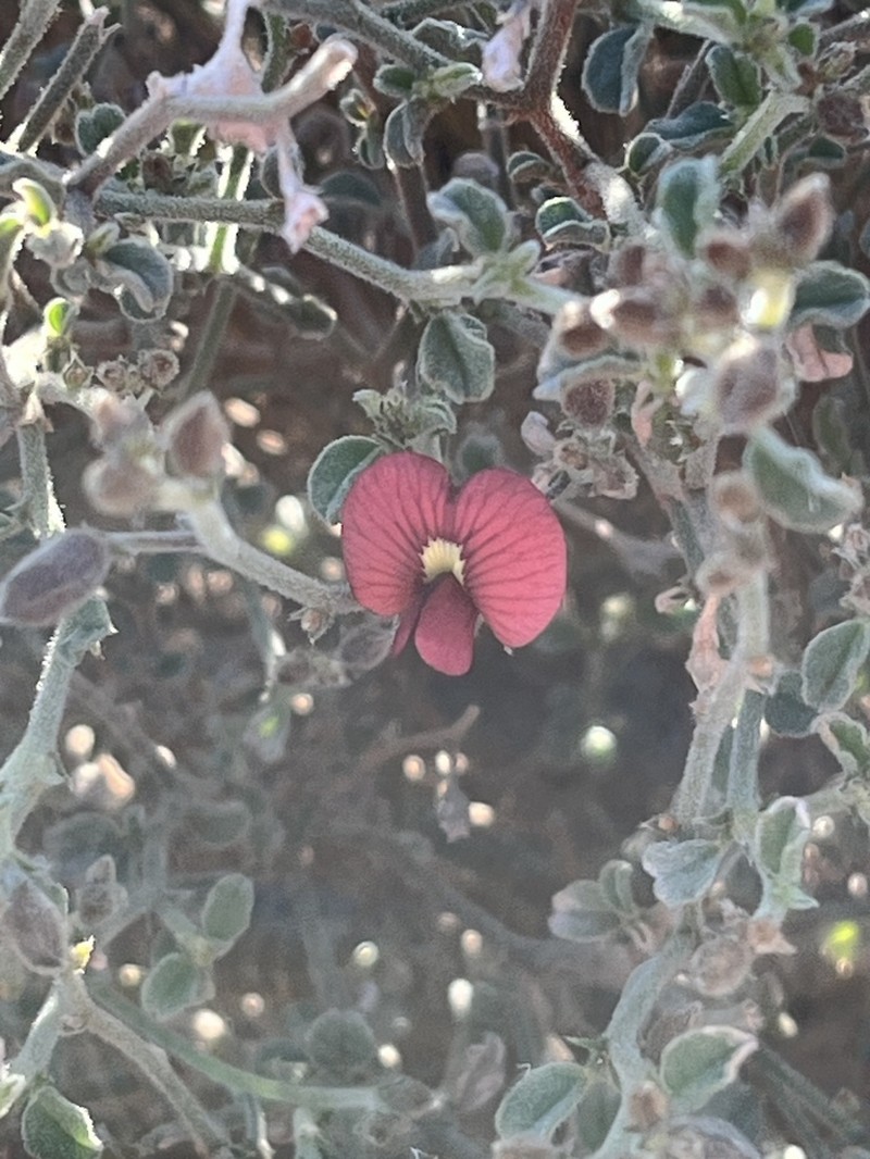 Isotropis centralis photo 4