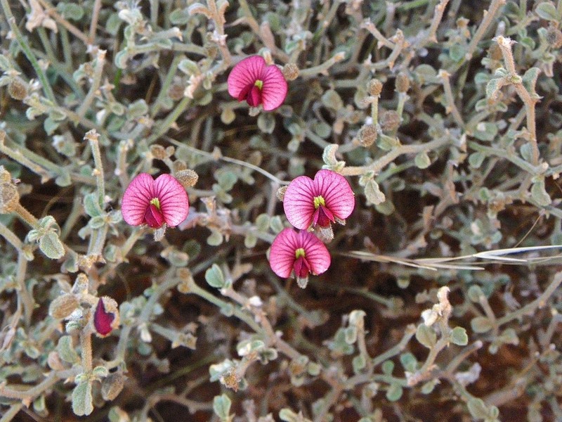 Isotropis centralis photo 6