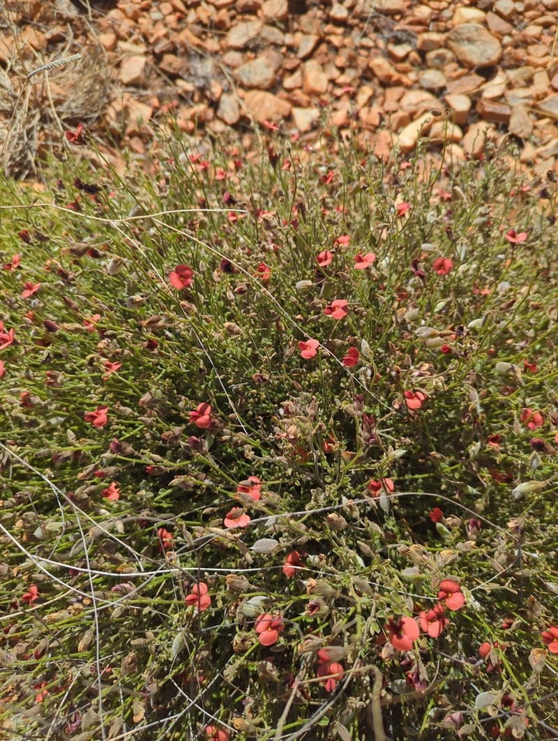 Isotropis centralis photo 7