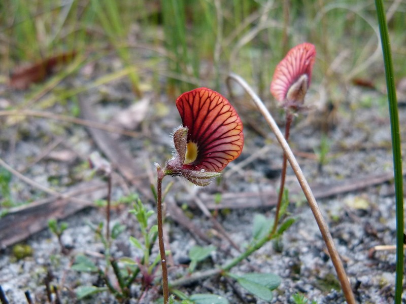Isotropis cuneifolia