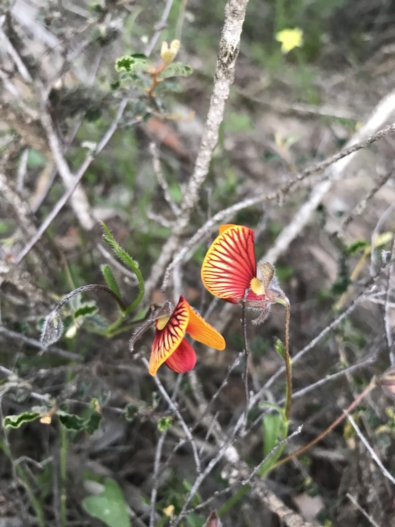 Isotropis cuneifolia photo 2