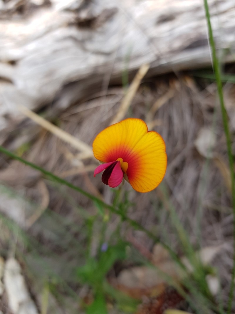 Isotropis cuneifolia photo 3