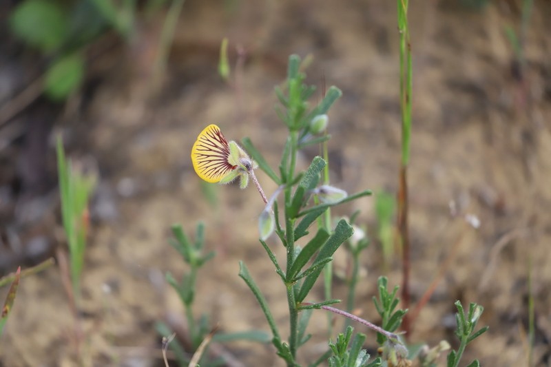 Isotropis cuneifolia photo 4