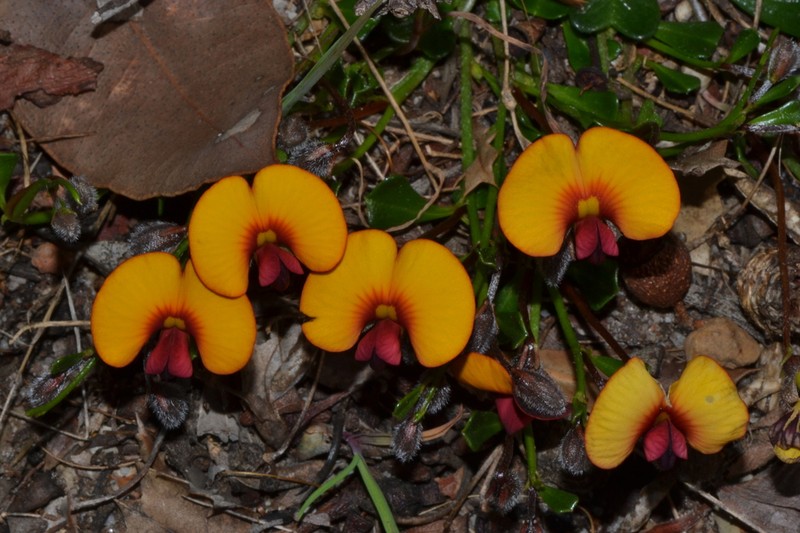 Isotropis cuneifolia photo 5