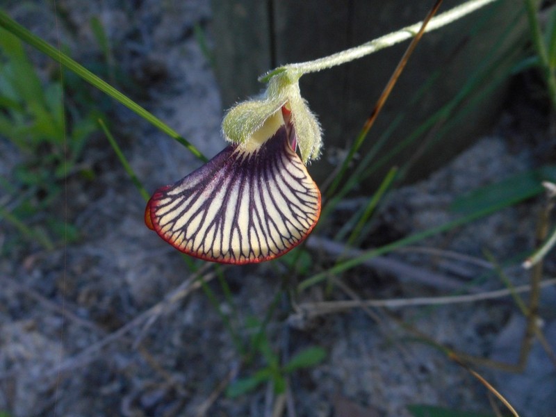 Isotropis cuneifolia photo 6