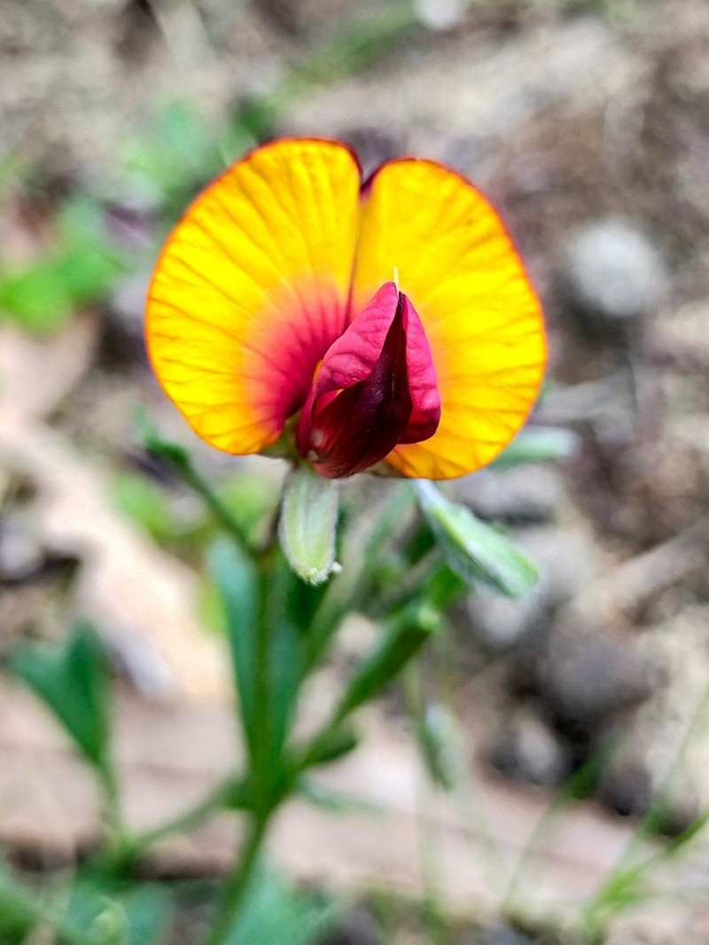 Isotropis cuneifolia photo 7