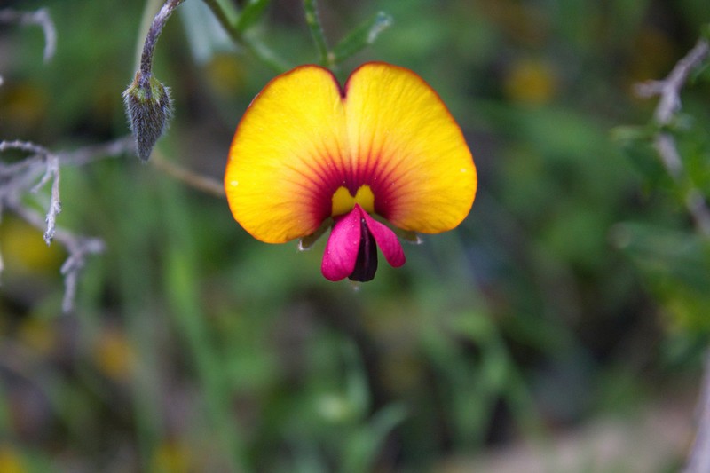Isotropis cuneifolia photo 8
