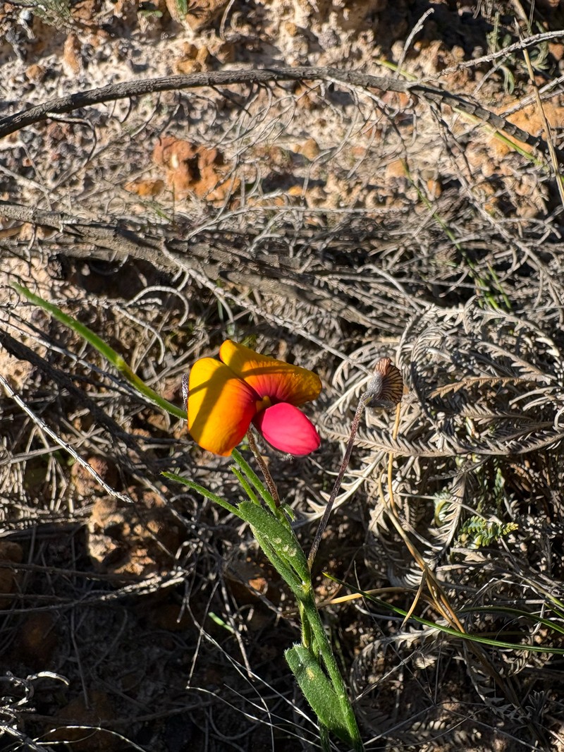 Isotropis cuneifolia subsp. cuneifolia