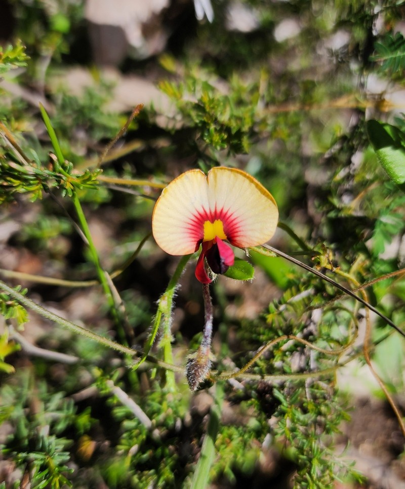 Isotropis cuneifolia subsp. cuneifolia photo 2