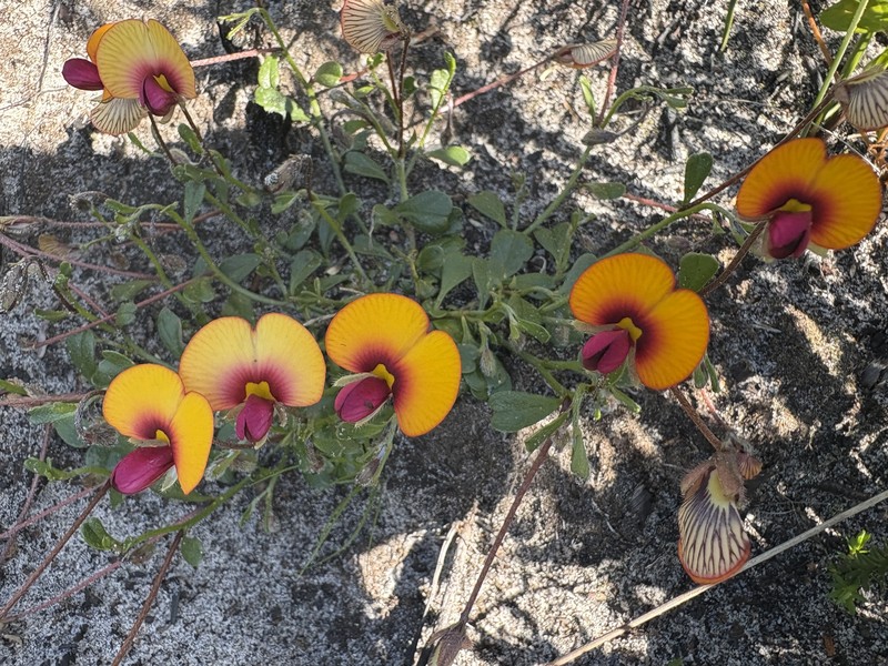Isotropis cuneifolia subsp. cuneifolia photo 3