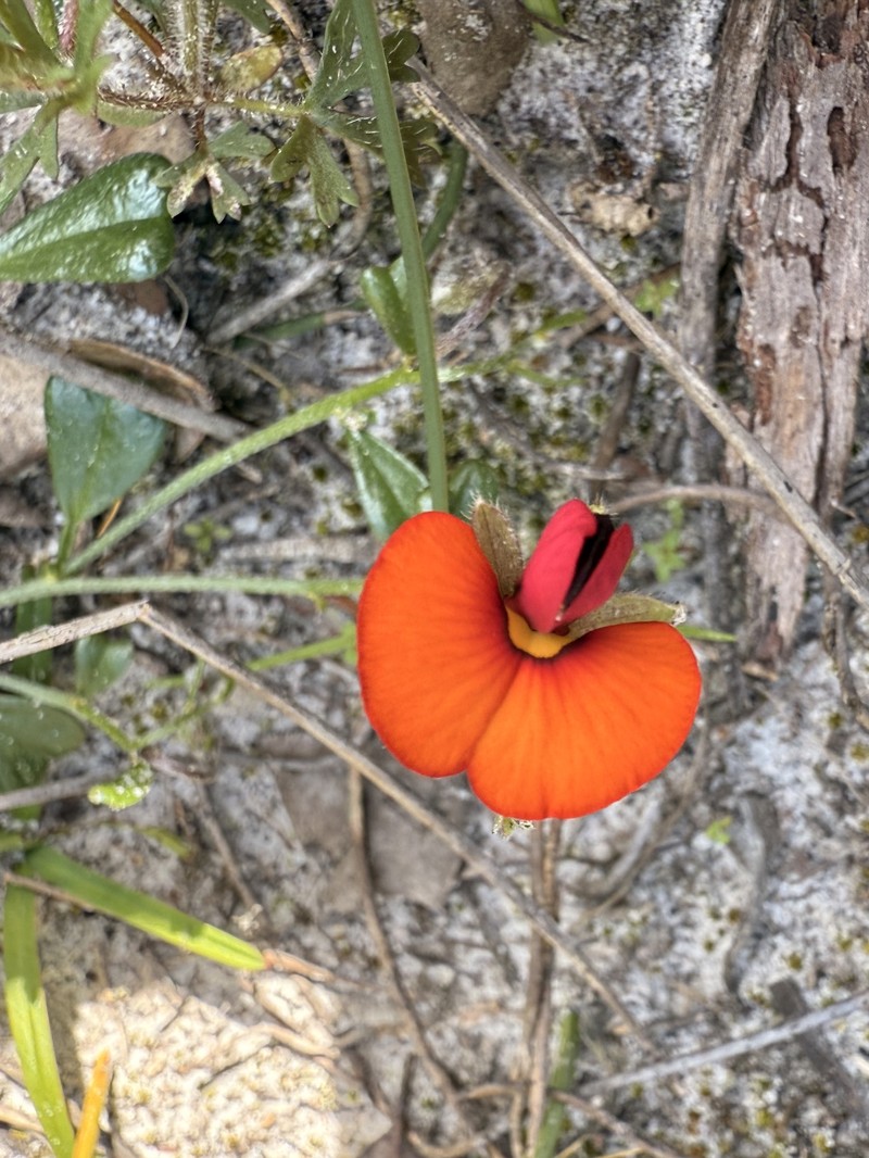 Isotropis cuneifolia subsp. cuneifolia photo 4