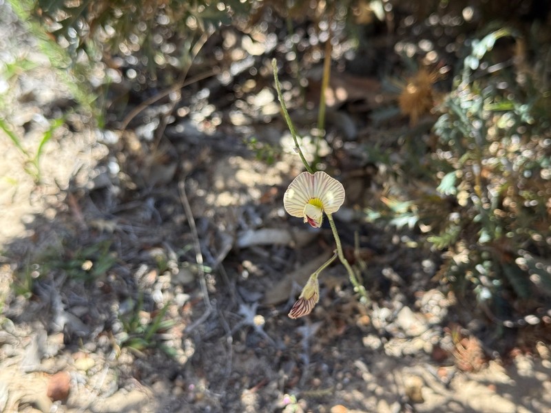 Isotropis drummondii