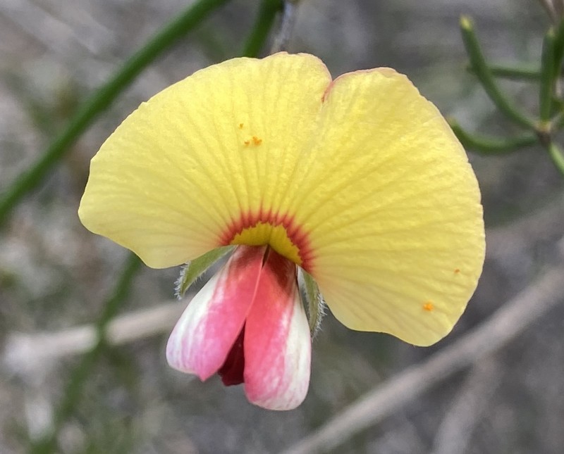 Isotropis drummondii photo 2
