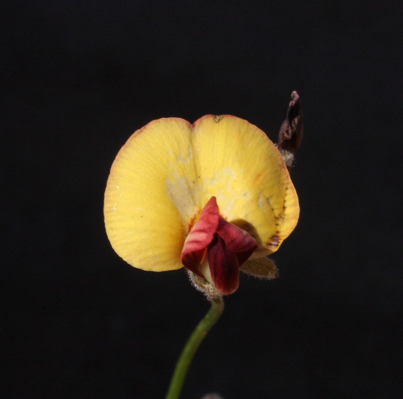 Isotropis drummondii photo 3