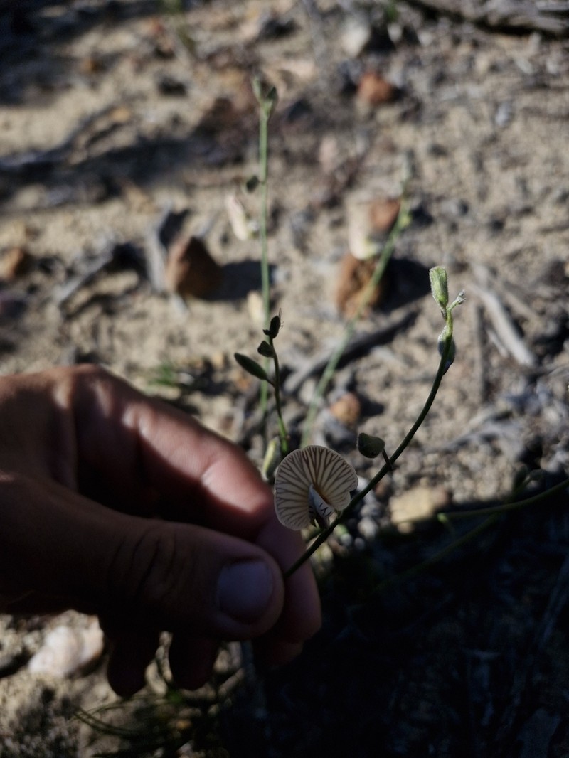 Isotropis drummondii photo 4