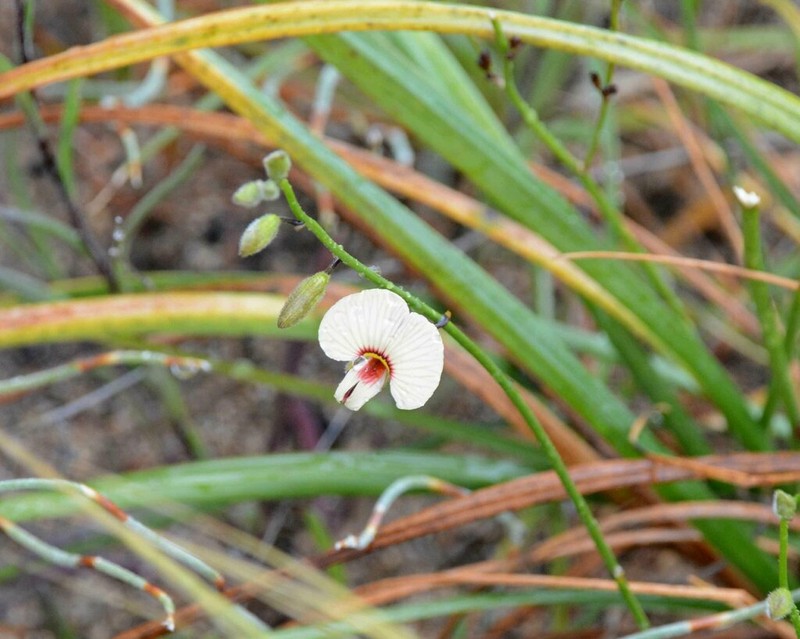 Isotropis drummondii photo 5