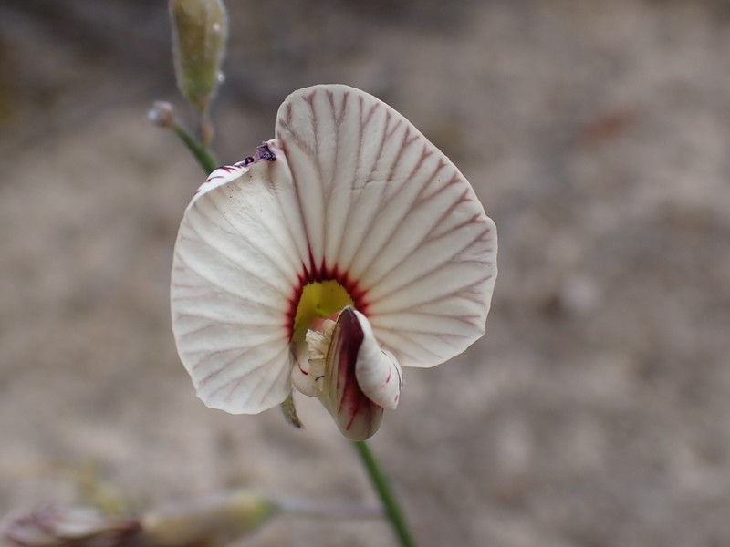 Isotropis drummondii photo 6