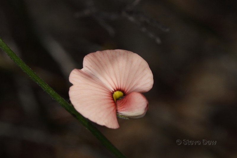 Isotropis drummondii photo 7