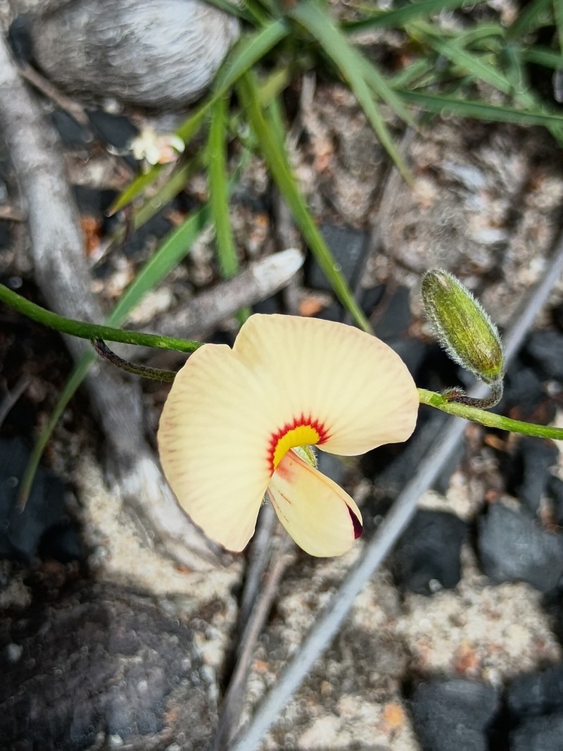 Isotropis drummondii photo 8