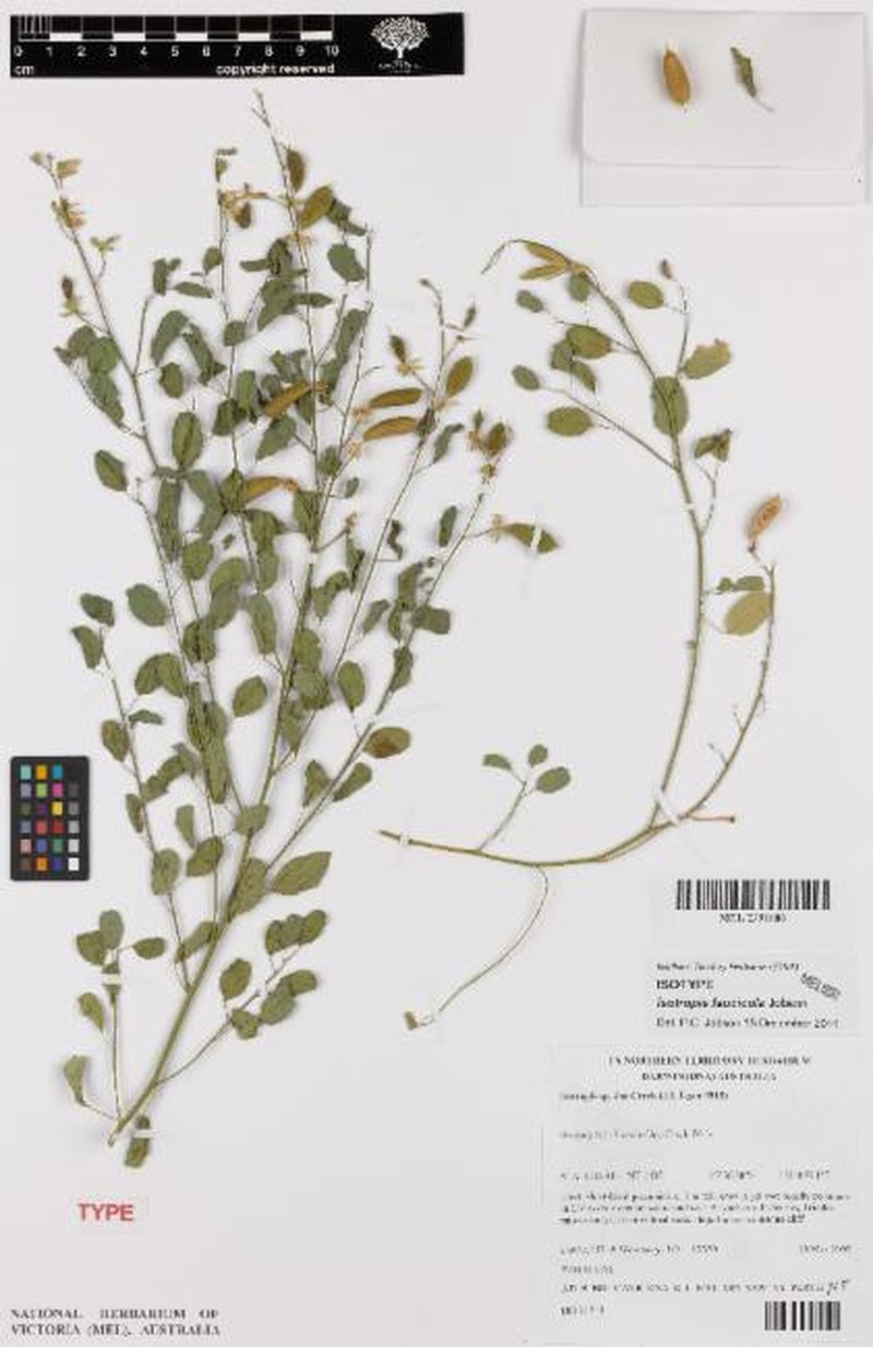 Isotropis faucicola