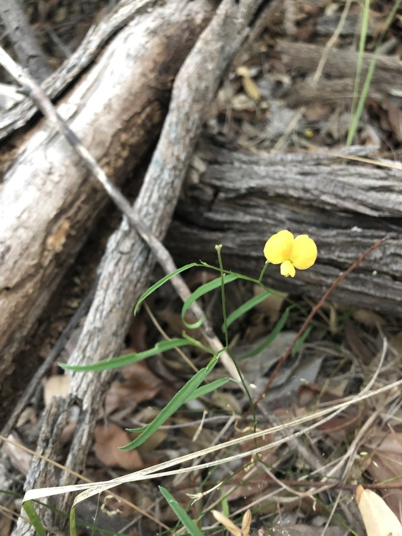 Isotropis filicaulis