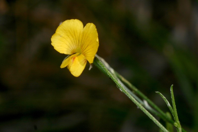 Isotropis filicaulis photo 2