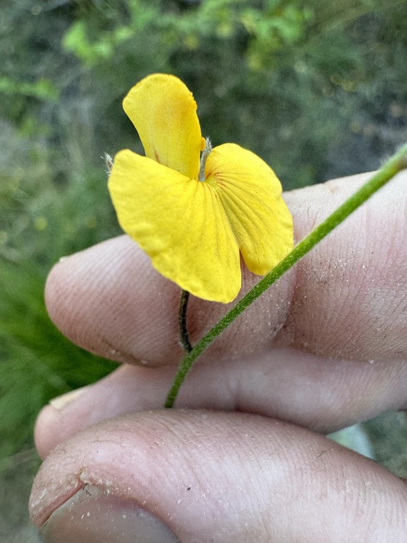 Isotropis filicaulis photo 3