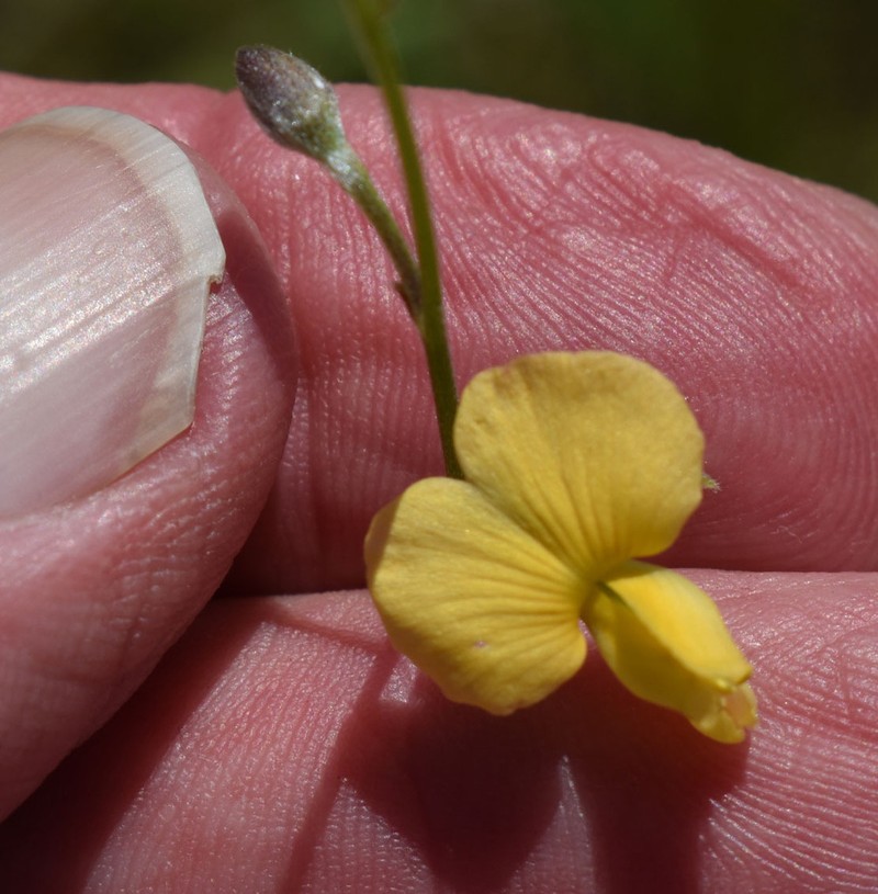 Isotropis filicaulis photo 4