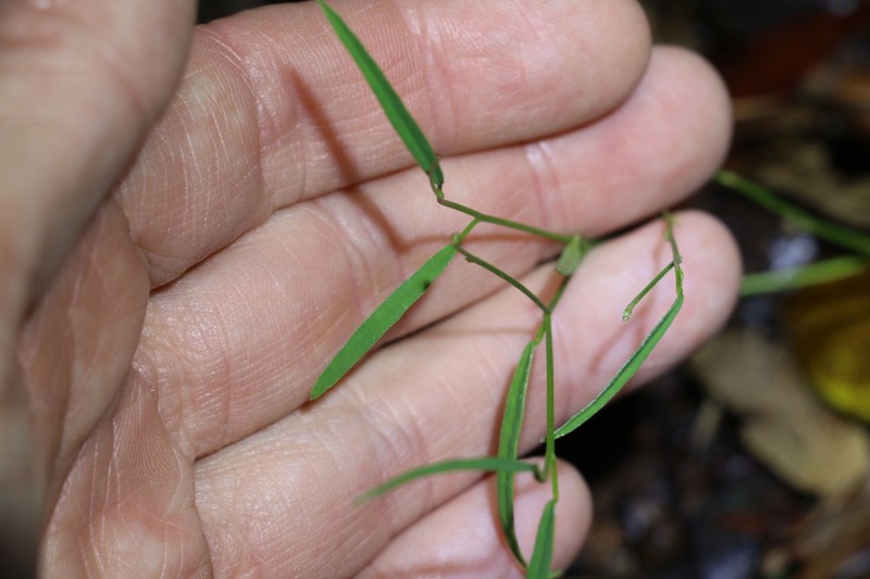 Isotropis filicaulis photo 5