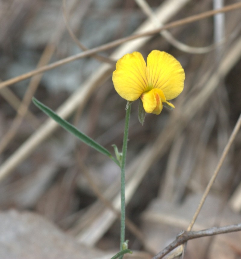Isotropis filicaulis photo 6