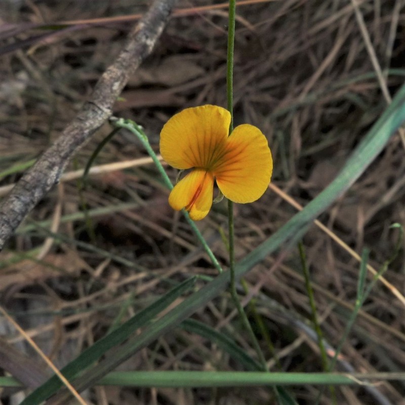 Isotropis filicaulis photo 7
