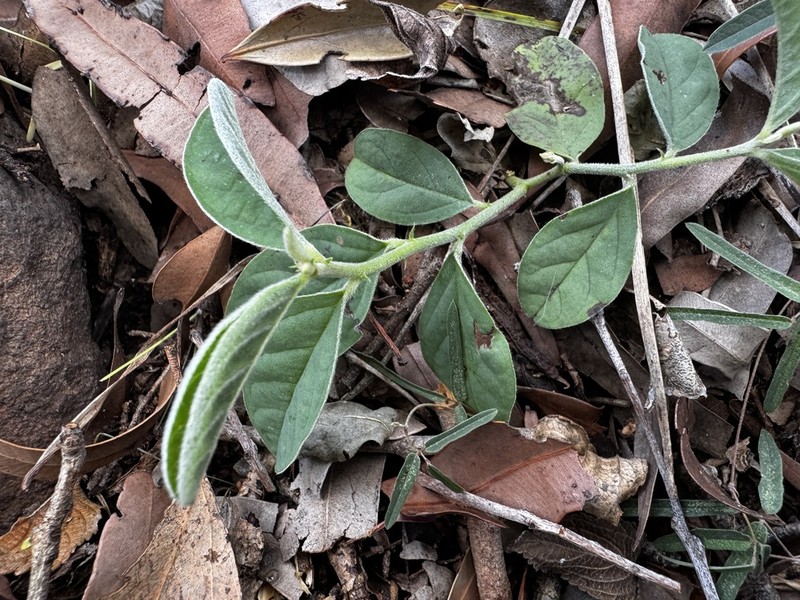 Isotropis foliosa
