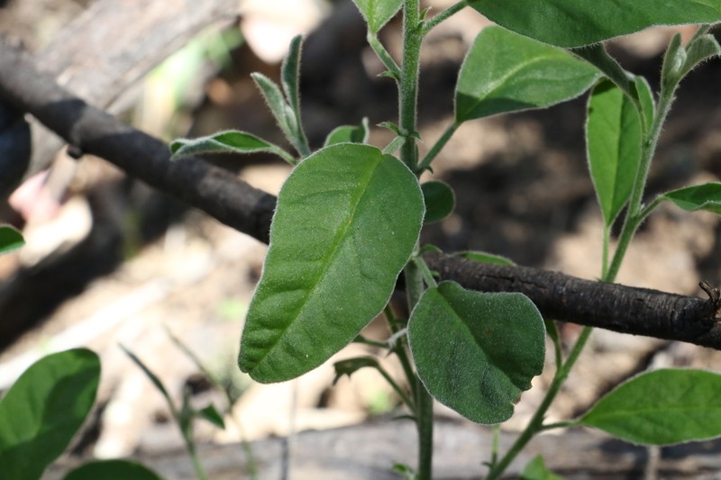 Isotropis foliosa photo 2