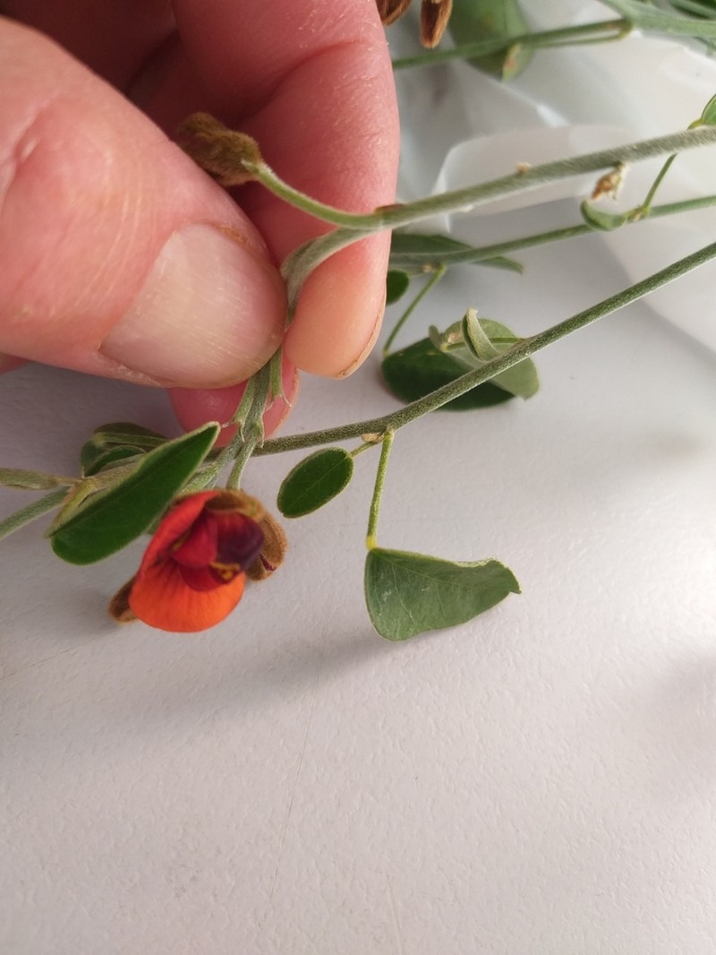 Isotropis foliosa photo 3
