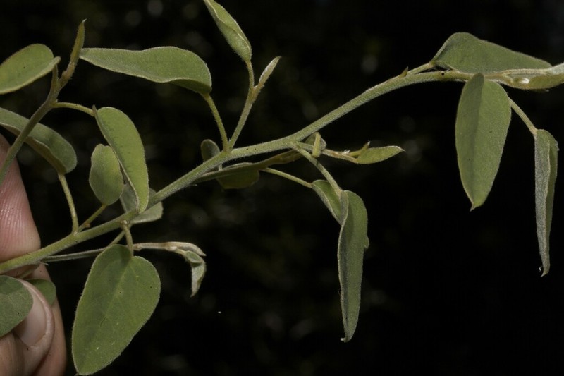 Isotropis foliosa photo 4