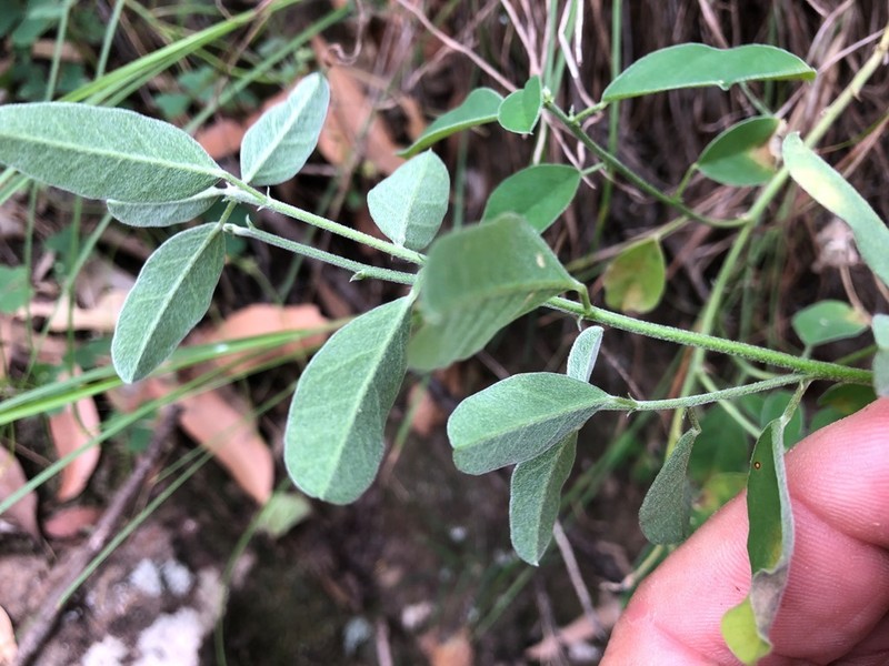 Isotropis foliosa photo 5