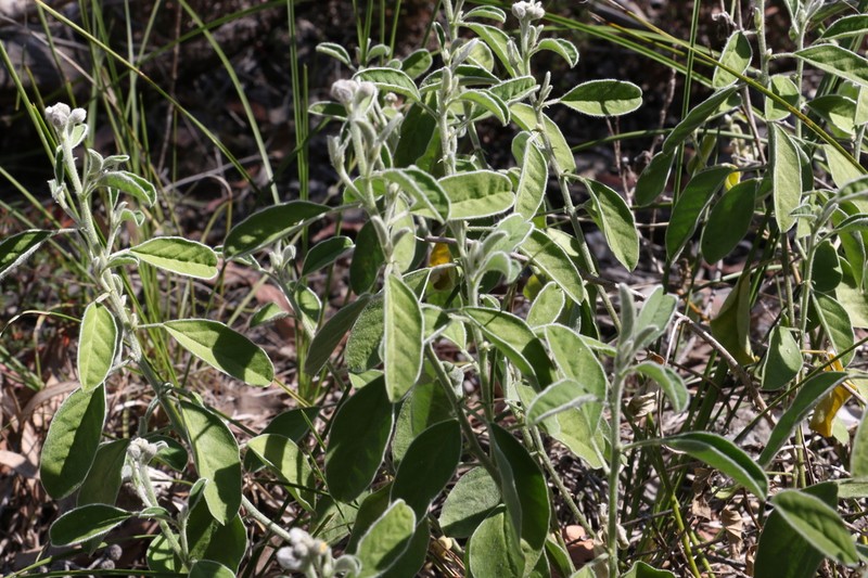 Isotropis foliosa photo 6