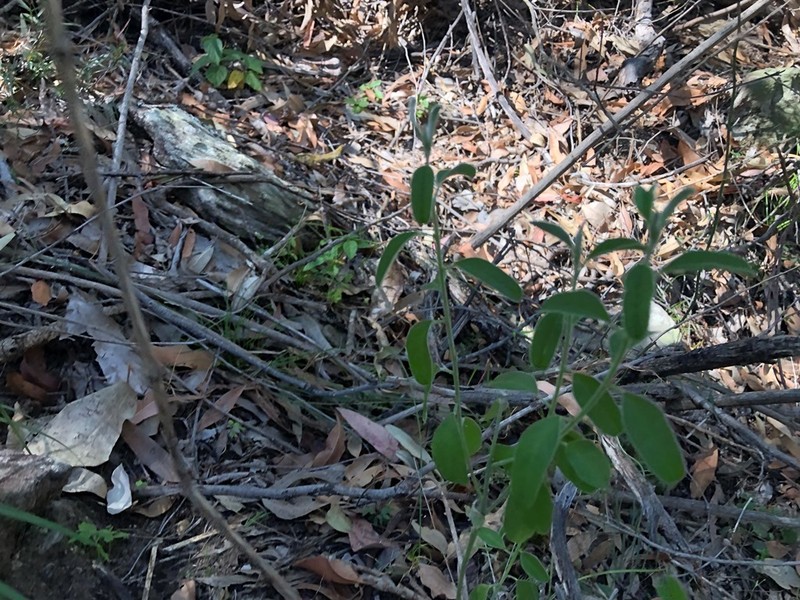 Isotropis foliosa photo 8