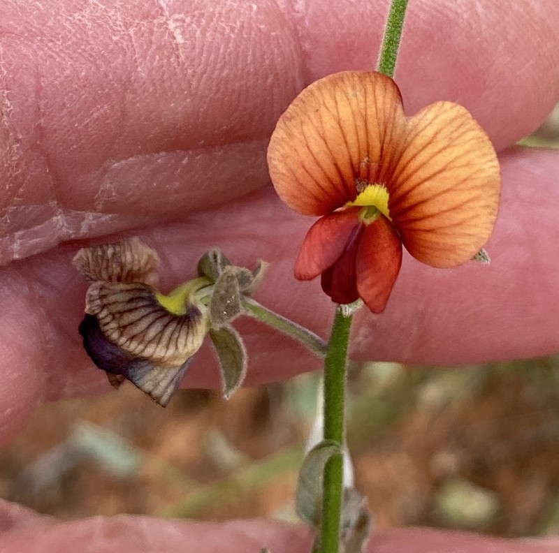 Isotropis iophyta