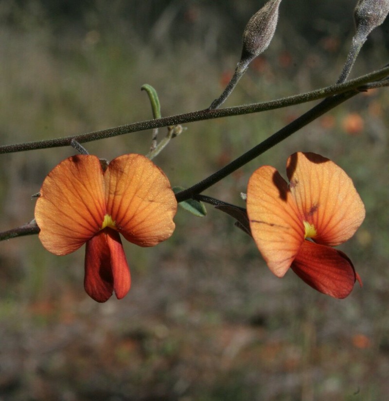 Isotropis iophyta photo 2