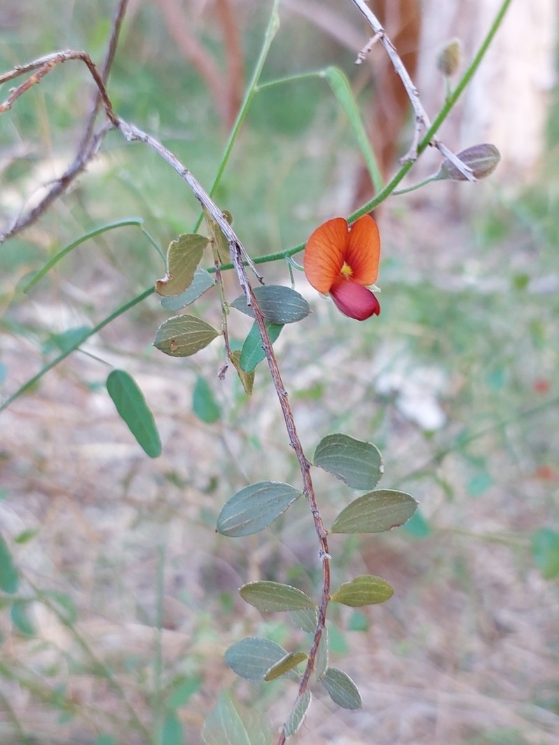 Isotropis iophyta photo 3