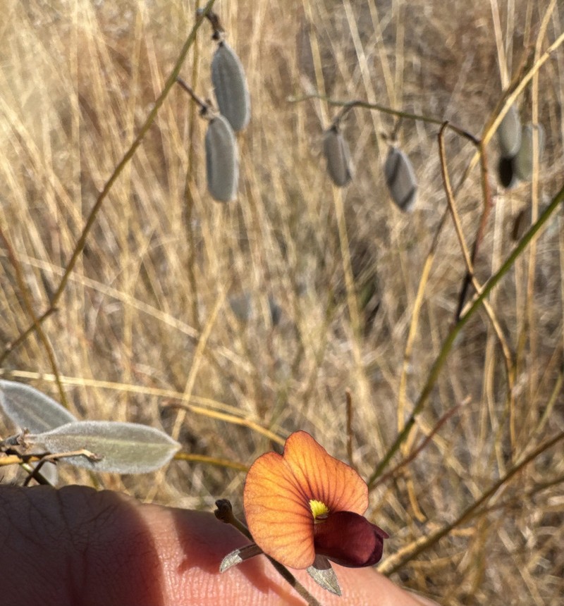 Isotropis iophyta photo 4