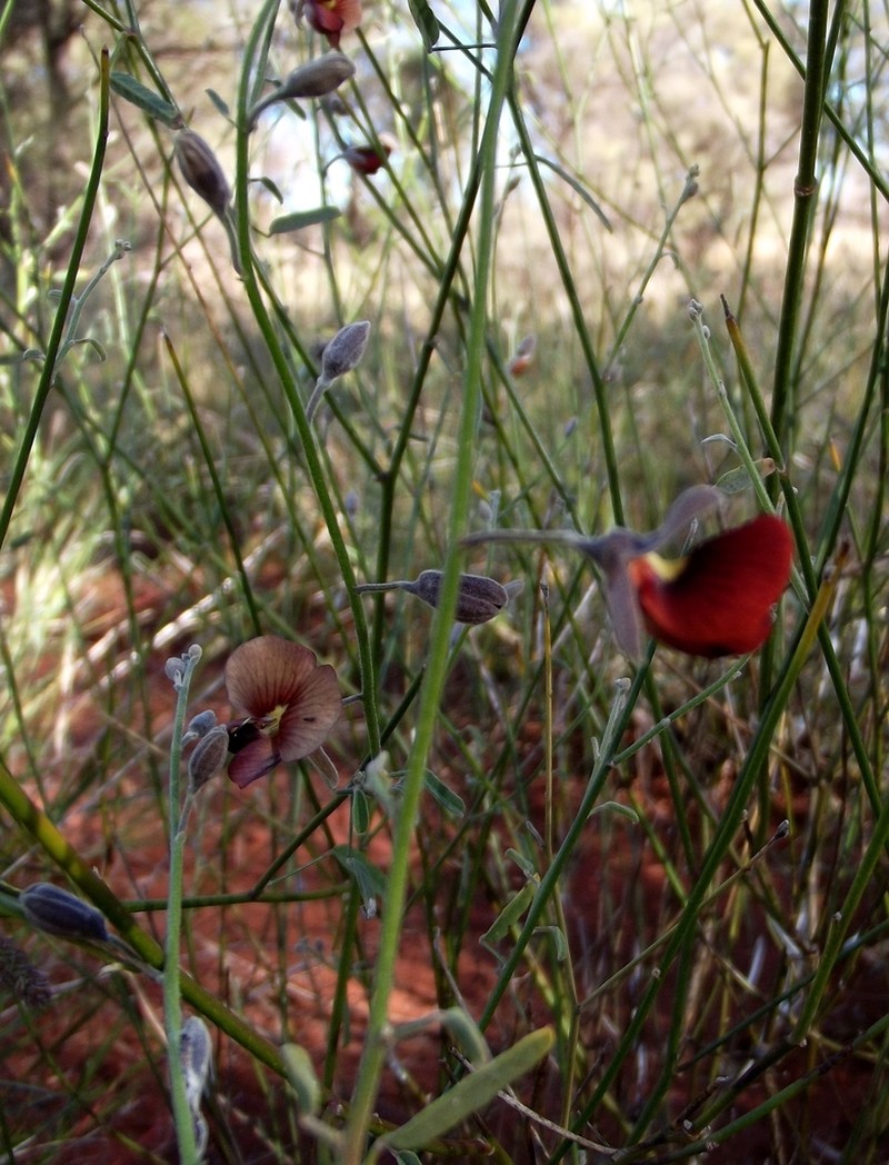 Isotropis iophyta photo 5