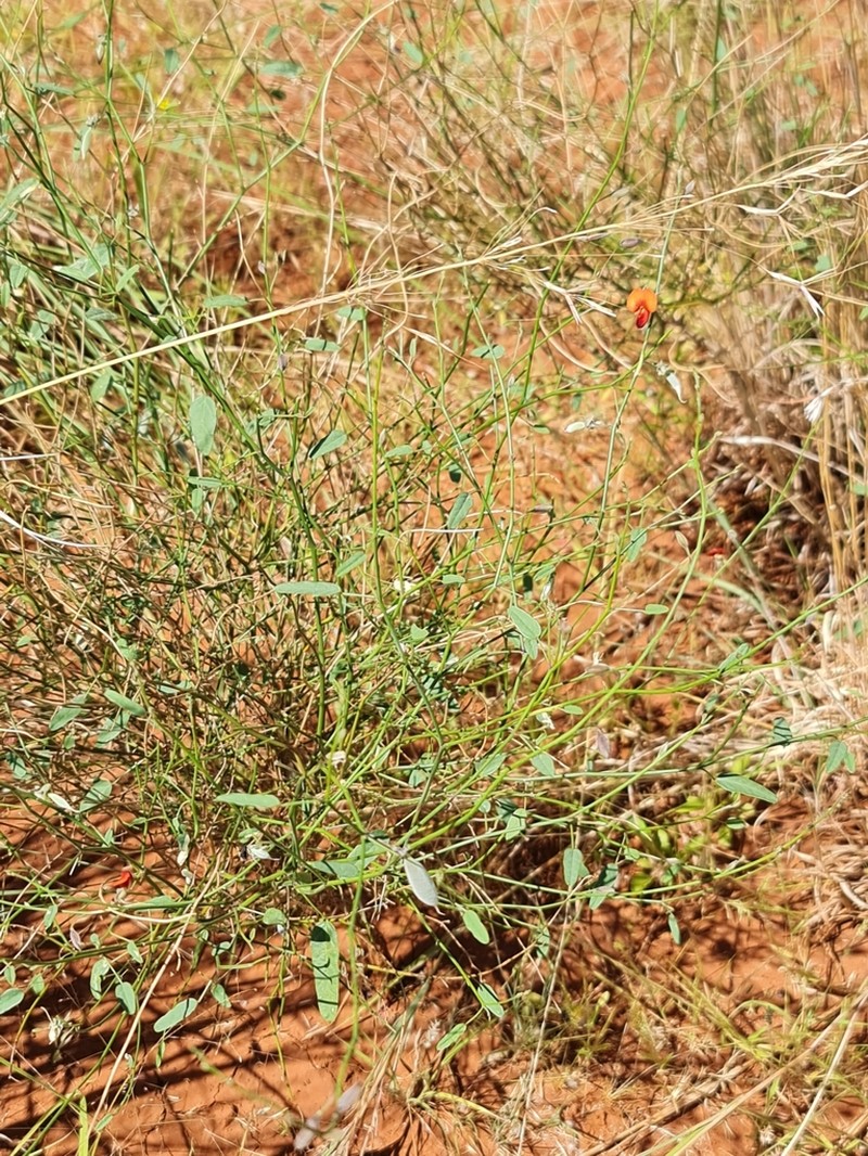 Isotropis iophyta photo 7