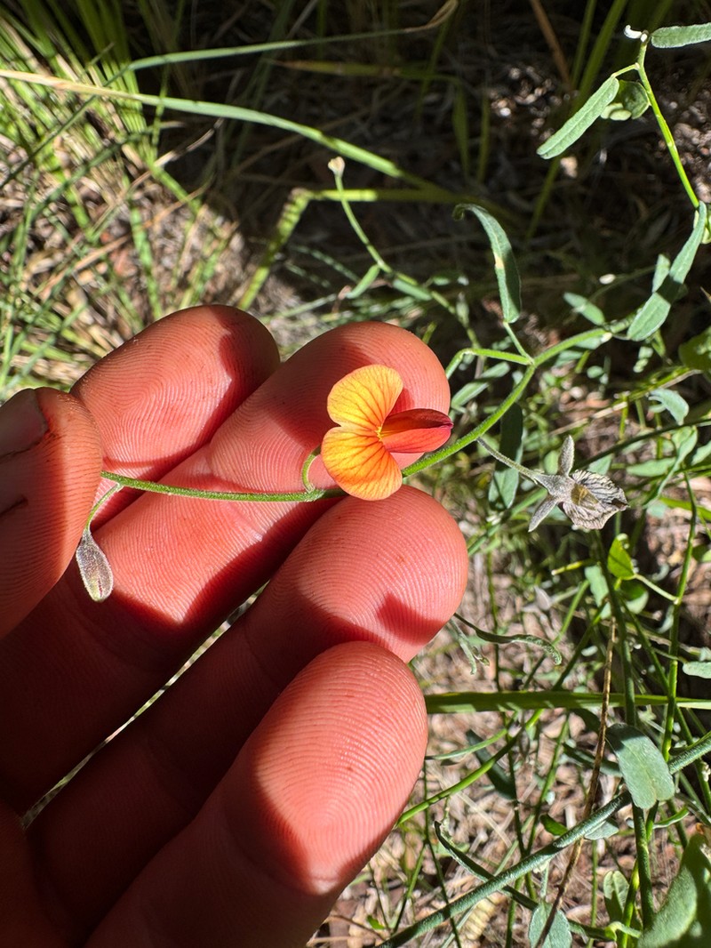 Isotropis iophyta photo 8
