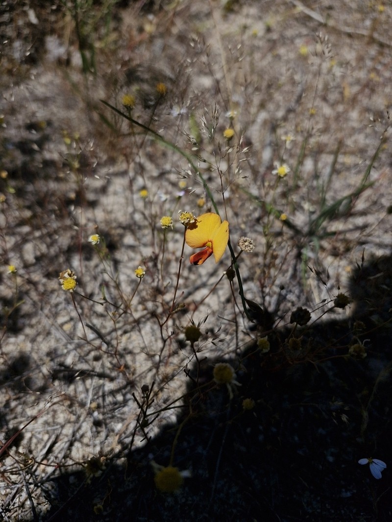Isotropis juncea